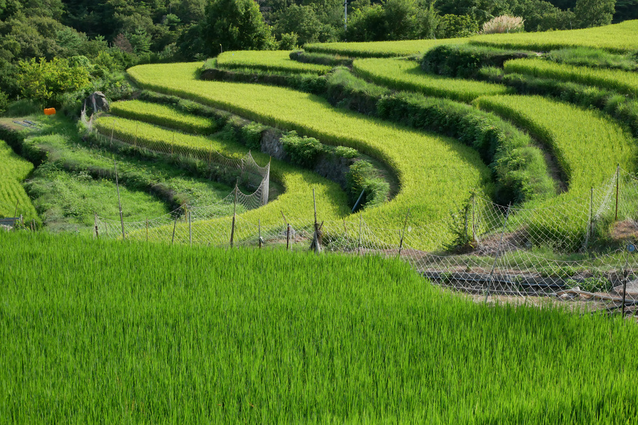 terraced rice fields in Shodoshima Island,Japan