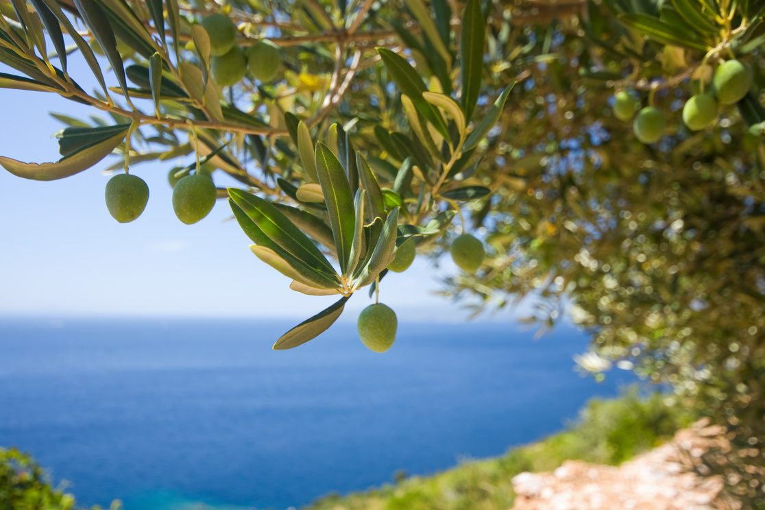 Olive Tree by the Beach